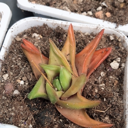 顿叶风车旋转硬叶