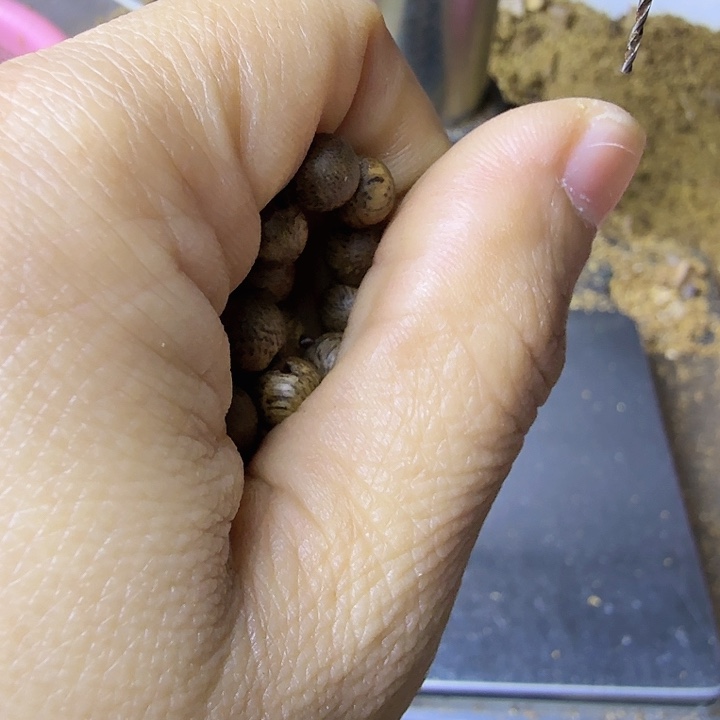 金****沉香碎屑沉香沉香棋楠碎屑