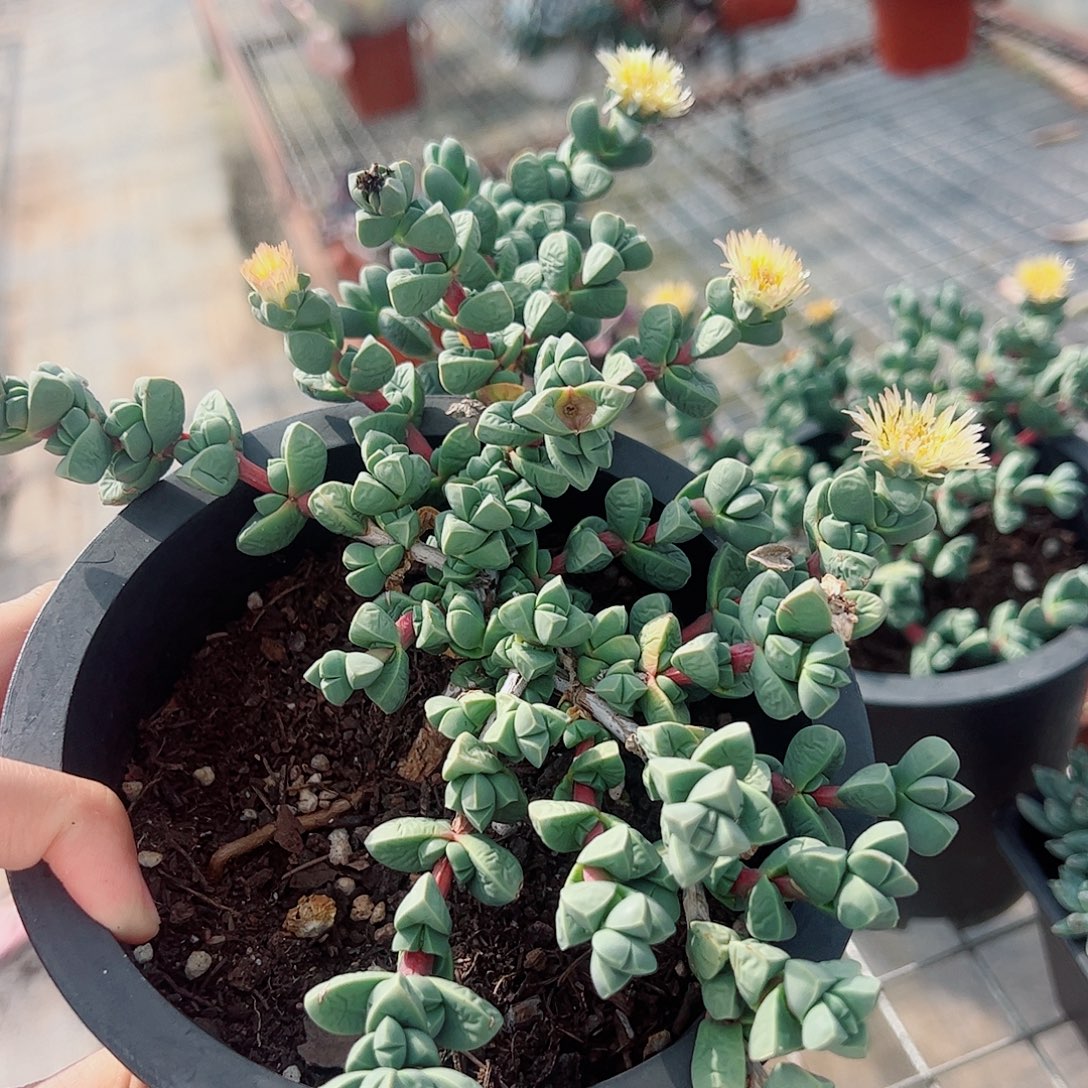 鹿角海棠多头群生老桩