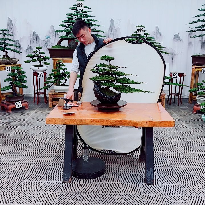 无花朵松柏盆景，一物一拍