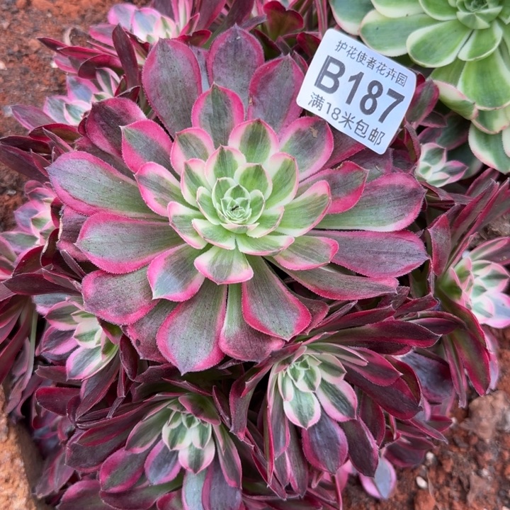 多肉法师淘宝福利