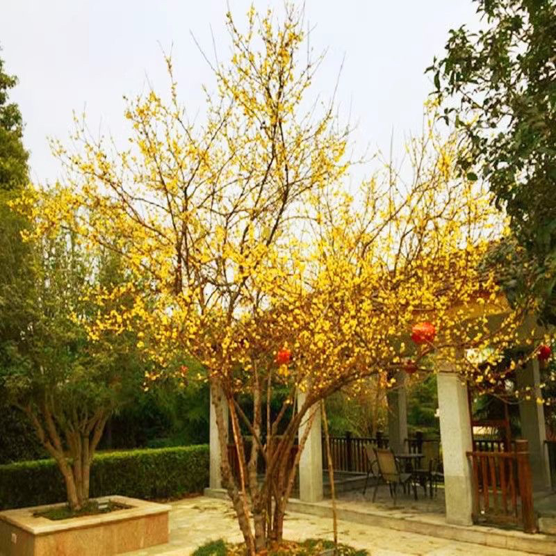 腊梅花树苗庭院风景树素心腊梅盆栽原生老桩耐寒花卉