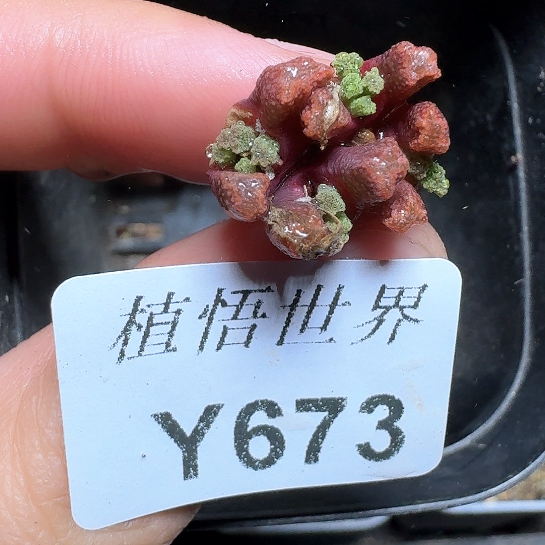 673号多肉植物哇f f