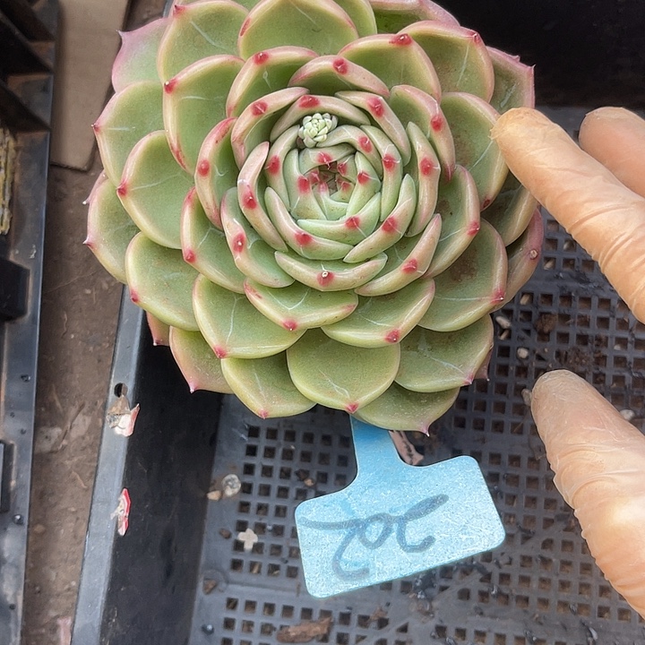 两单包邮，一物一拍，202蓝龙