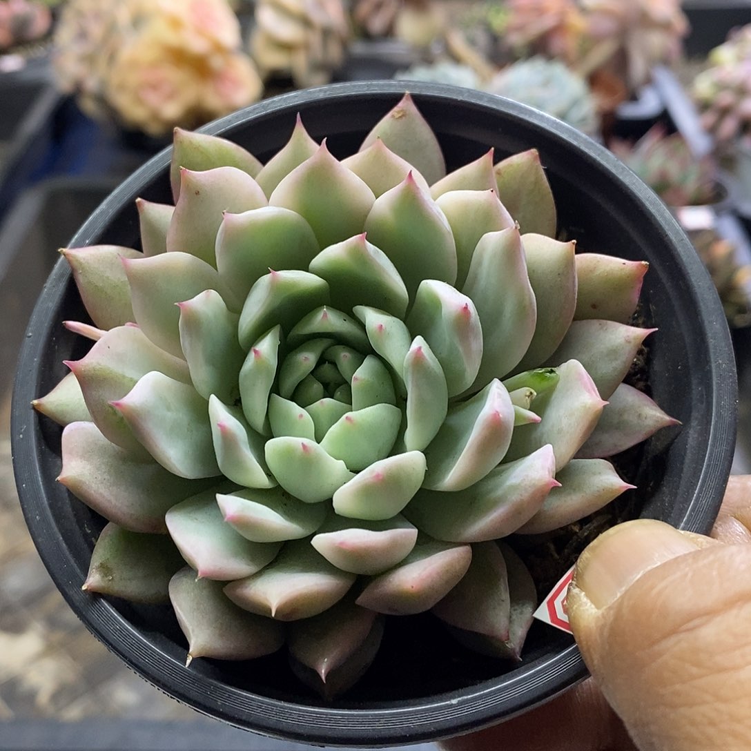 07155tp锦多肉植物