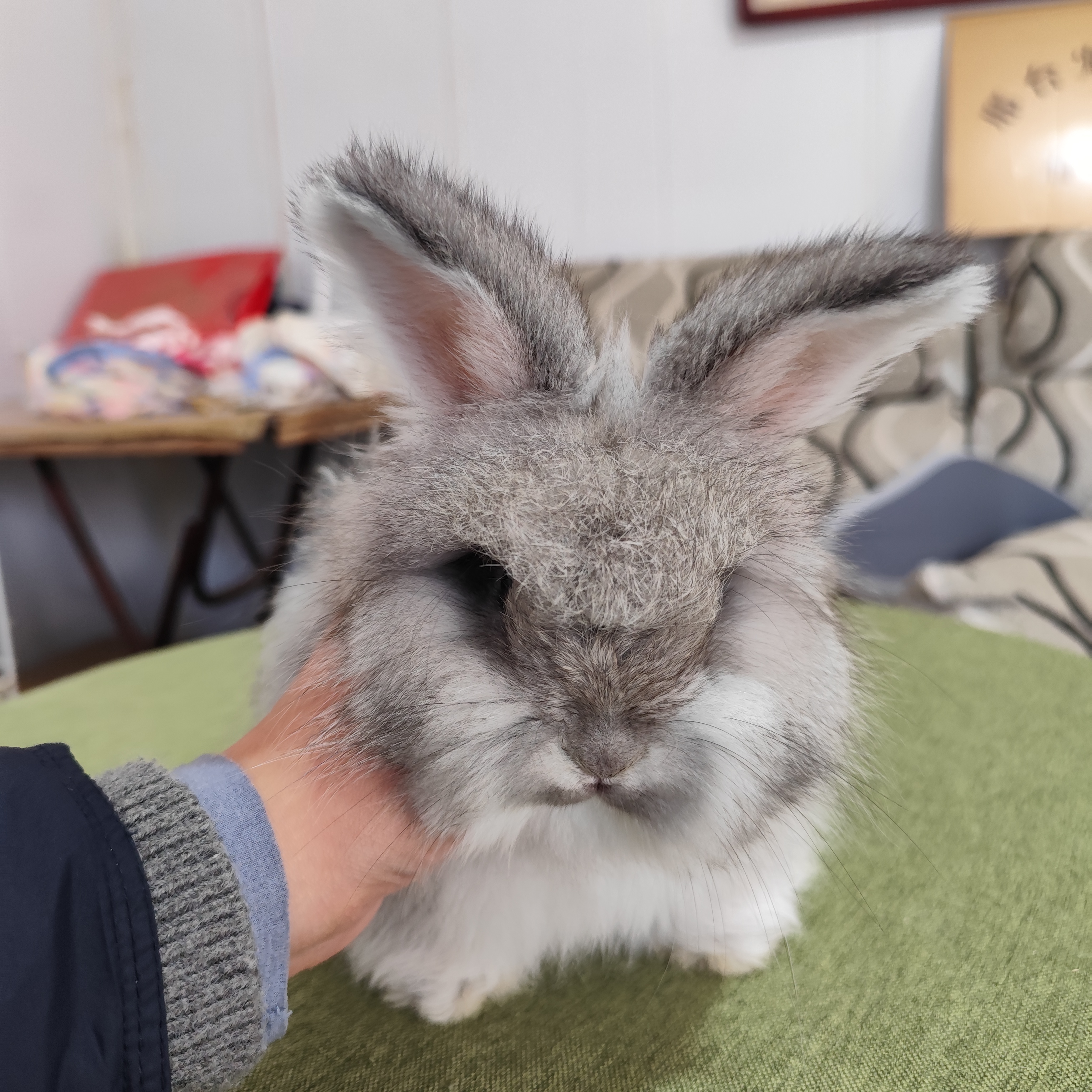 英系安哥拉活体宠物兔浅灰星黛露弟弟温顺亲人实拍图喜欢直接拍