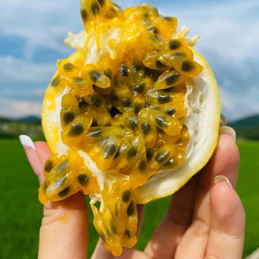 钦蜜9号黄金现摘黄皮孕妇水果整箱当季新鲜百香果