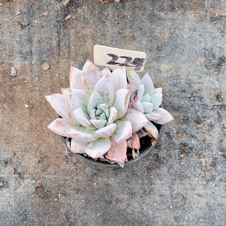 晨语多肉一物一拍224