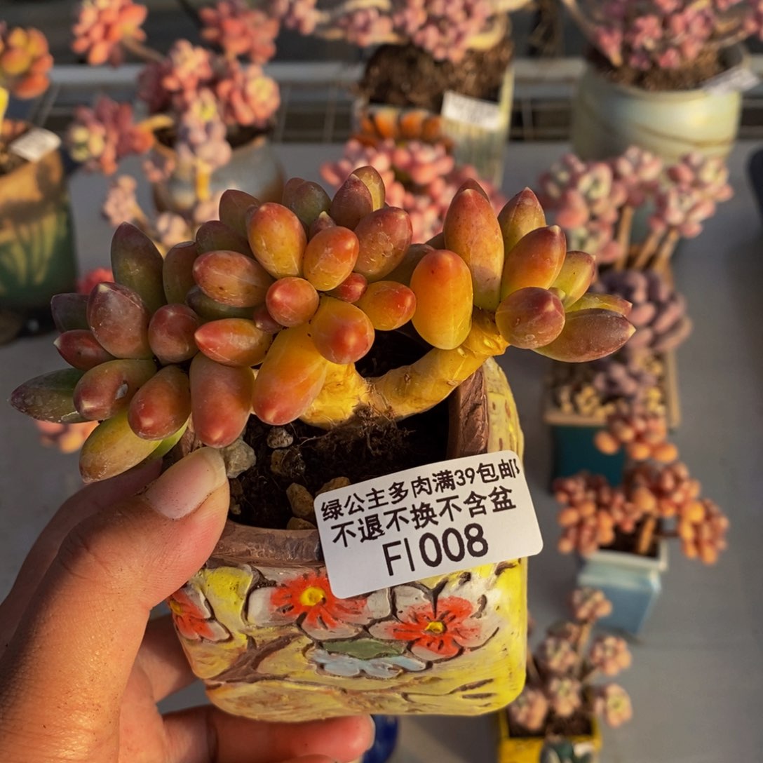 008香蕉树缀多肉7c m