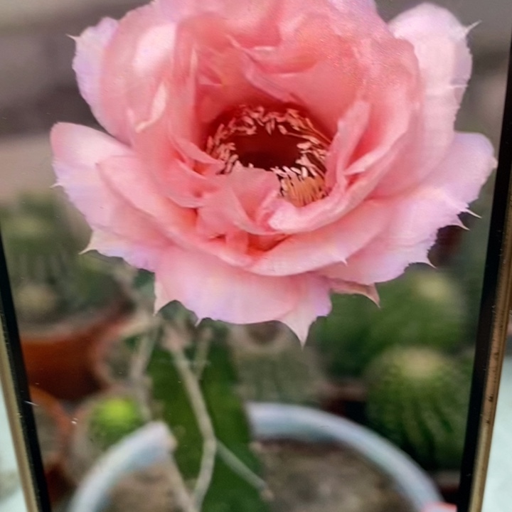 彩草2505侧芽3.5公分左右