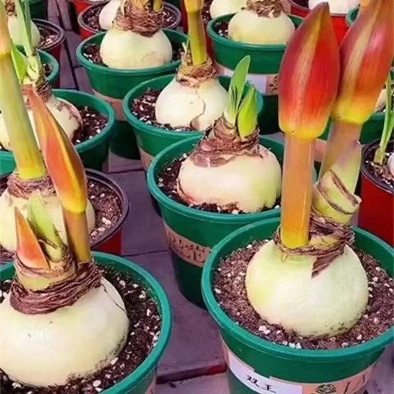 【新疆包邮】荷兰进口朱顶红种球重瓣盆栽室内阳台花卉四季庭院植物