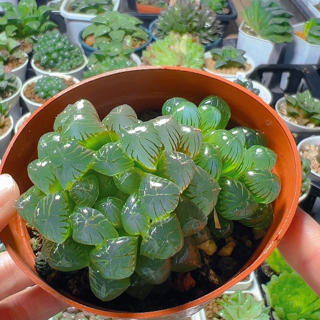 5967多肉植物一颗多肉