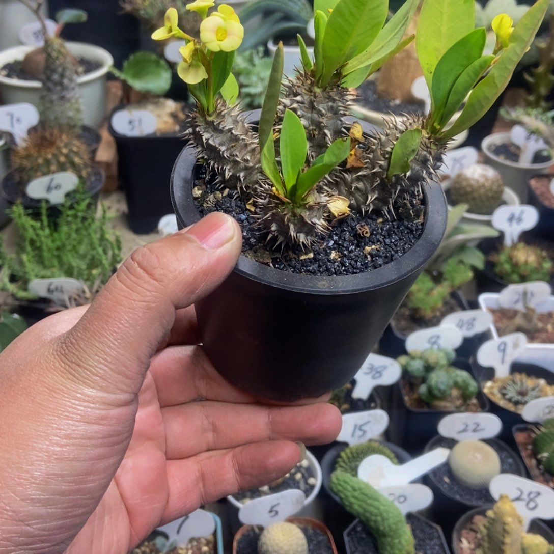 橘***子念珠一个一物一拍