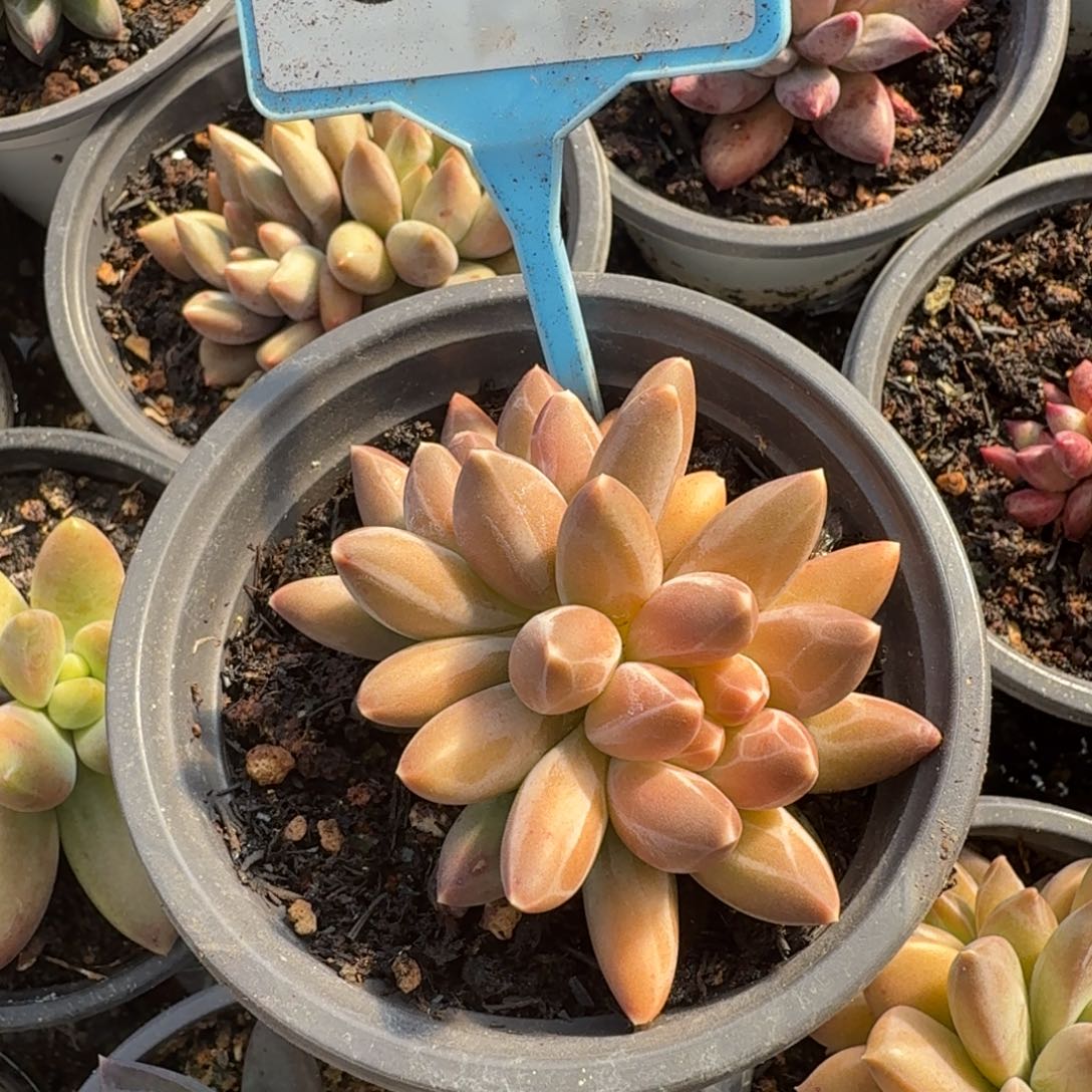 白体伊卡鲁斯一物一拍555