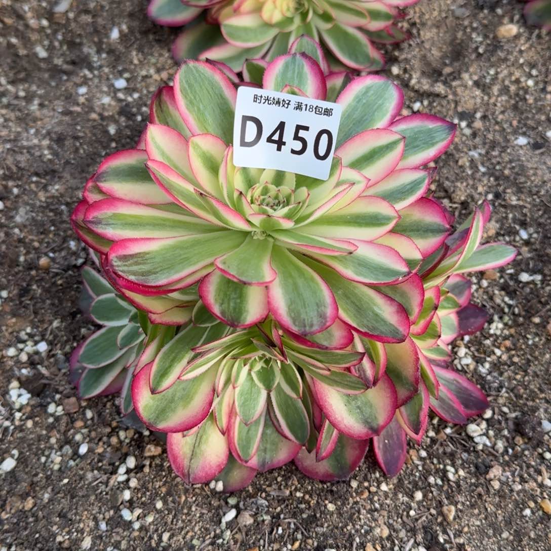 450荔枝多肉植物