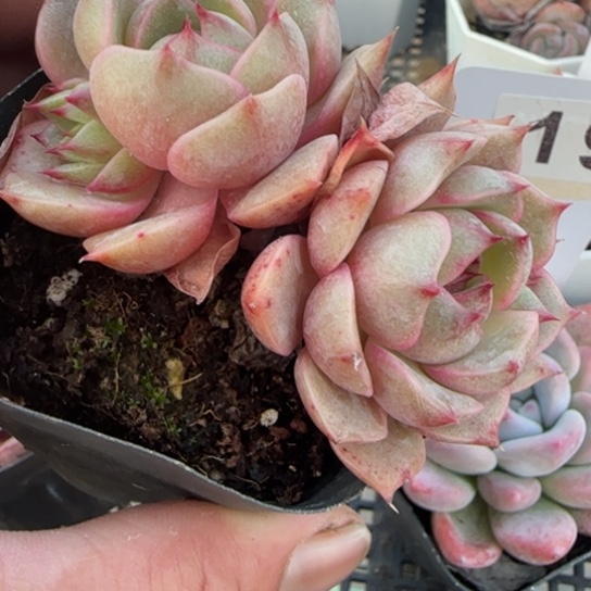 195 一物一拍多肉