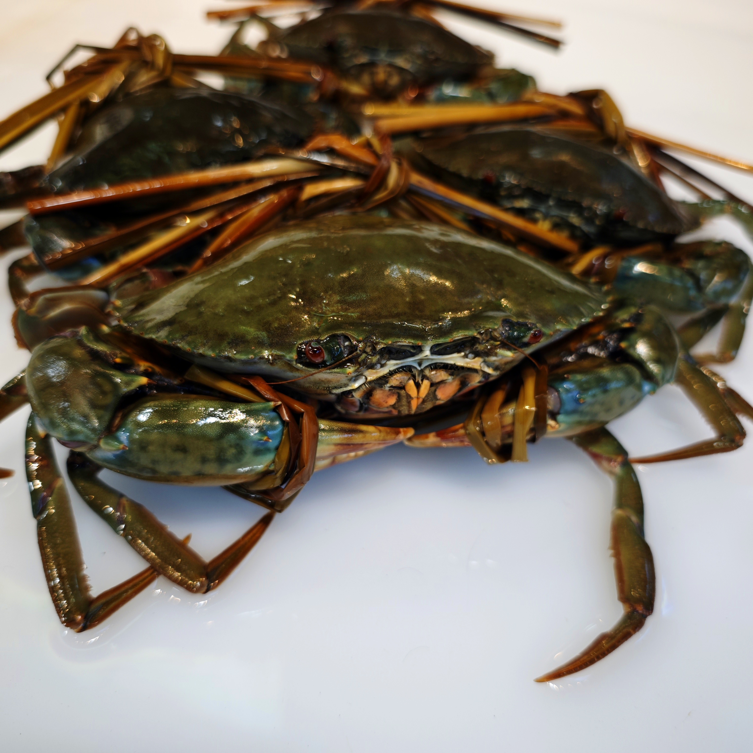 鲜活阳江大膏蟹鲜活膏蟹蟹同城配送海鲜