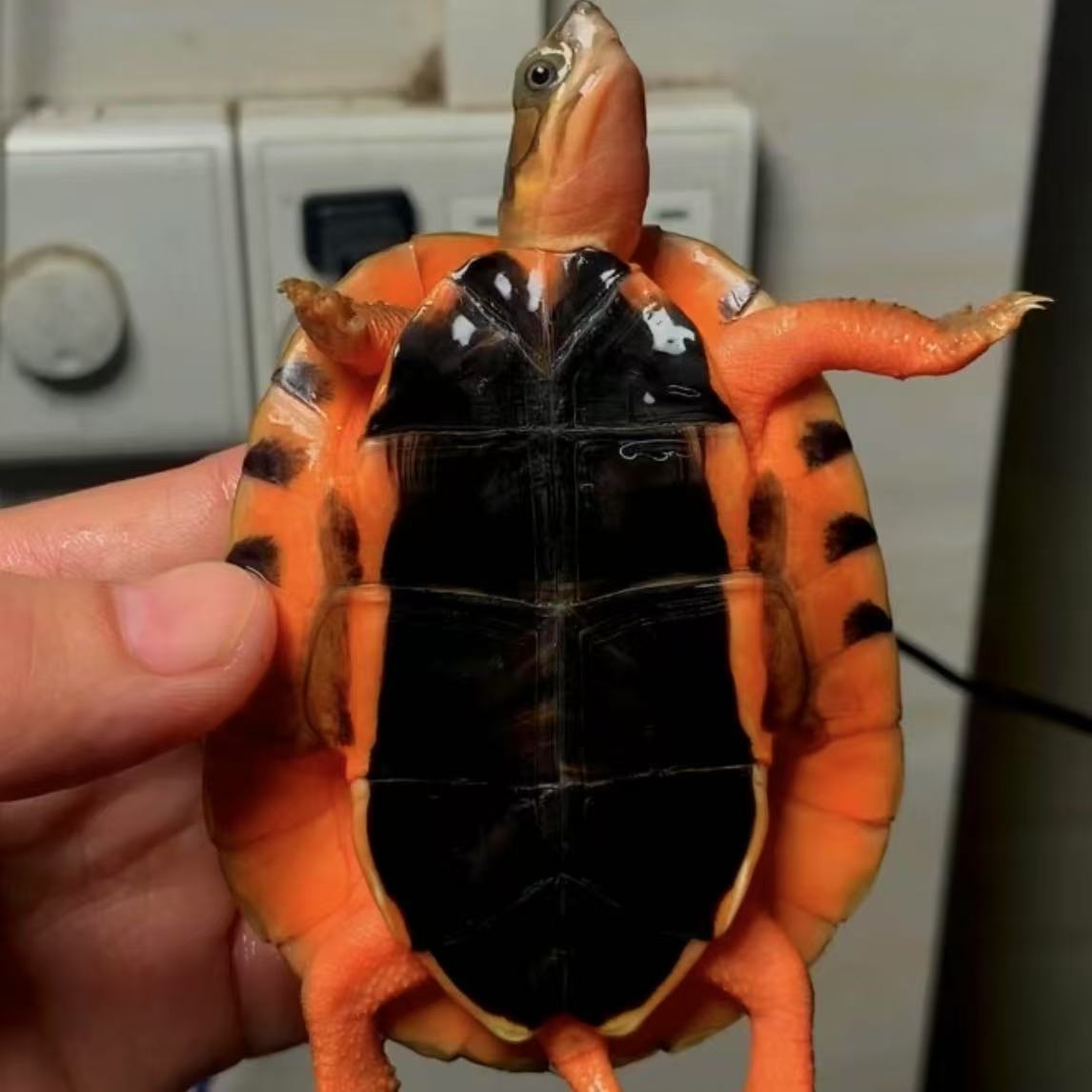 纯种越南种黑底金钱龟