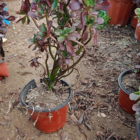 忆江南加急发货13