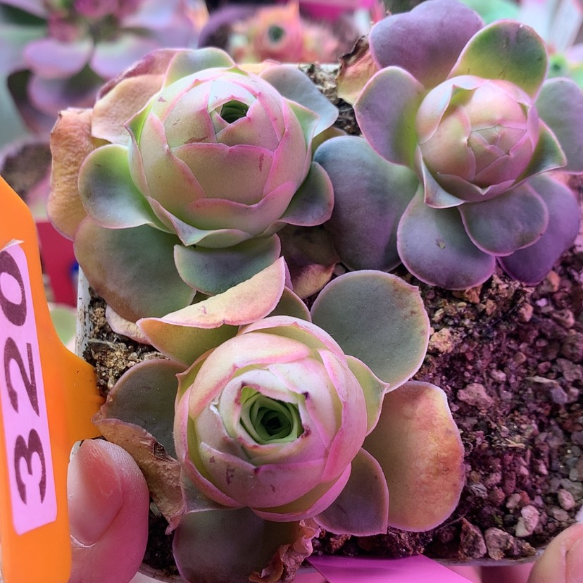 【闪购商品】开播福利3颗320