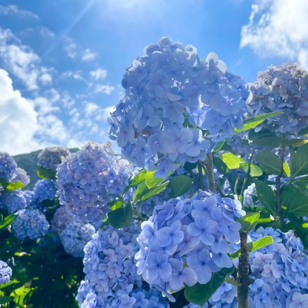 【无尽夏2.5加仑】绣球大盆多季节开花爱爆花好养护窗台阳台地栽