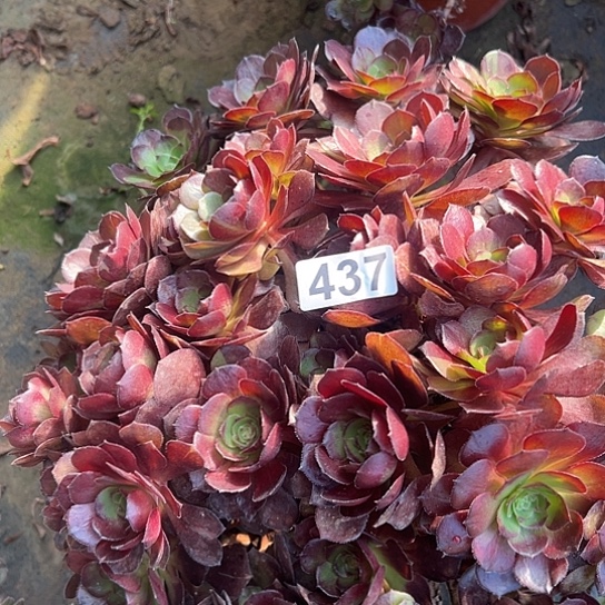 未***期多肉植物一个撕拉碗437