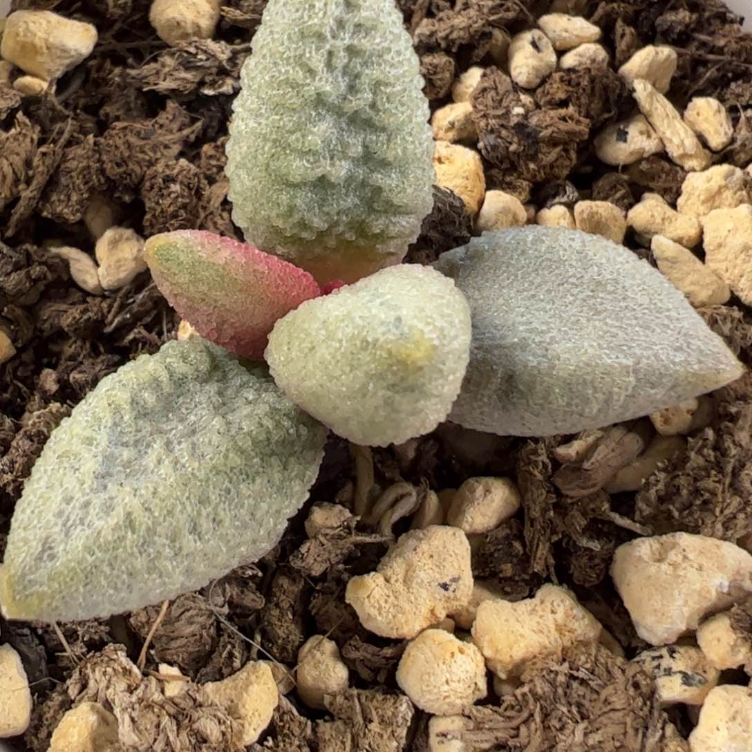 实生新品多肉植物水泡