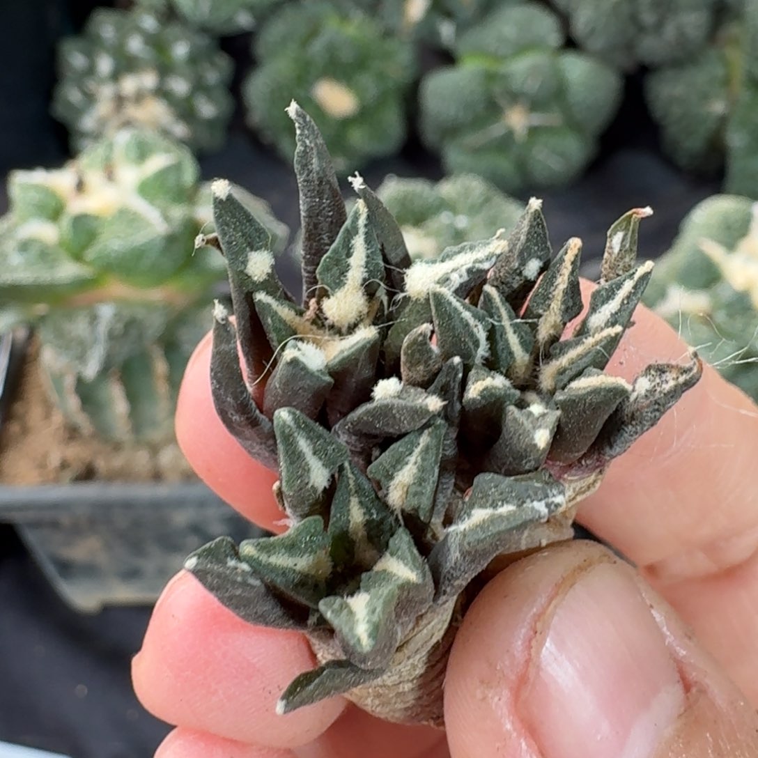 【闪购商品】三颗实生黑牡丹