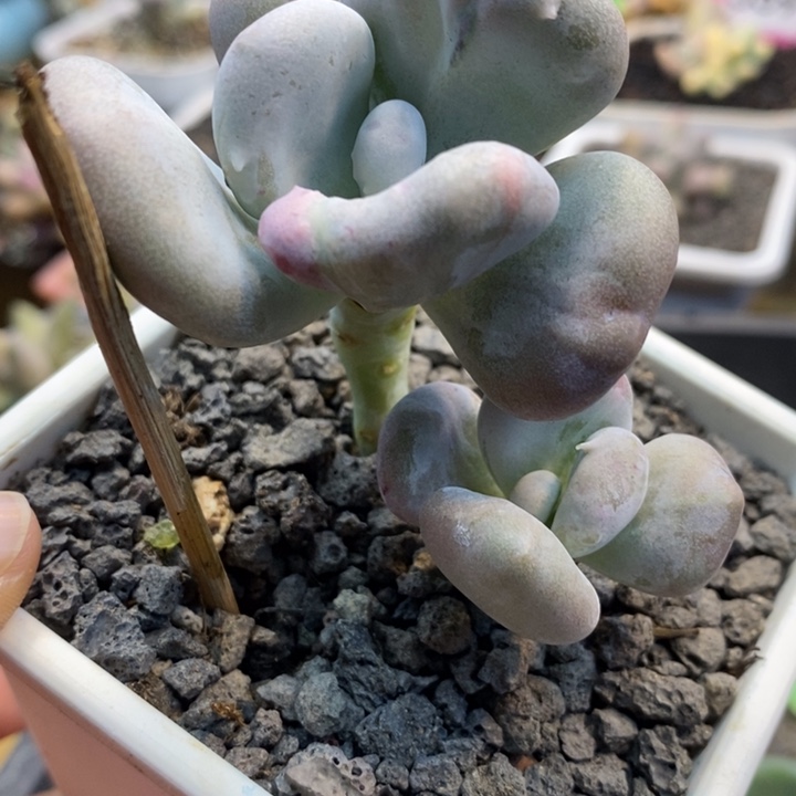 油煎丸子锦啊啊啊啊啊啊啊