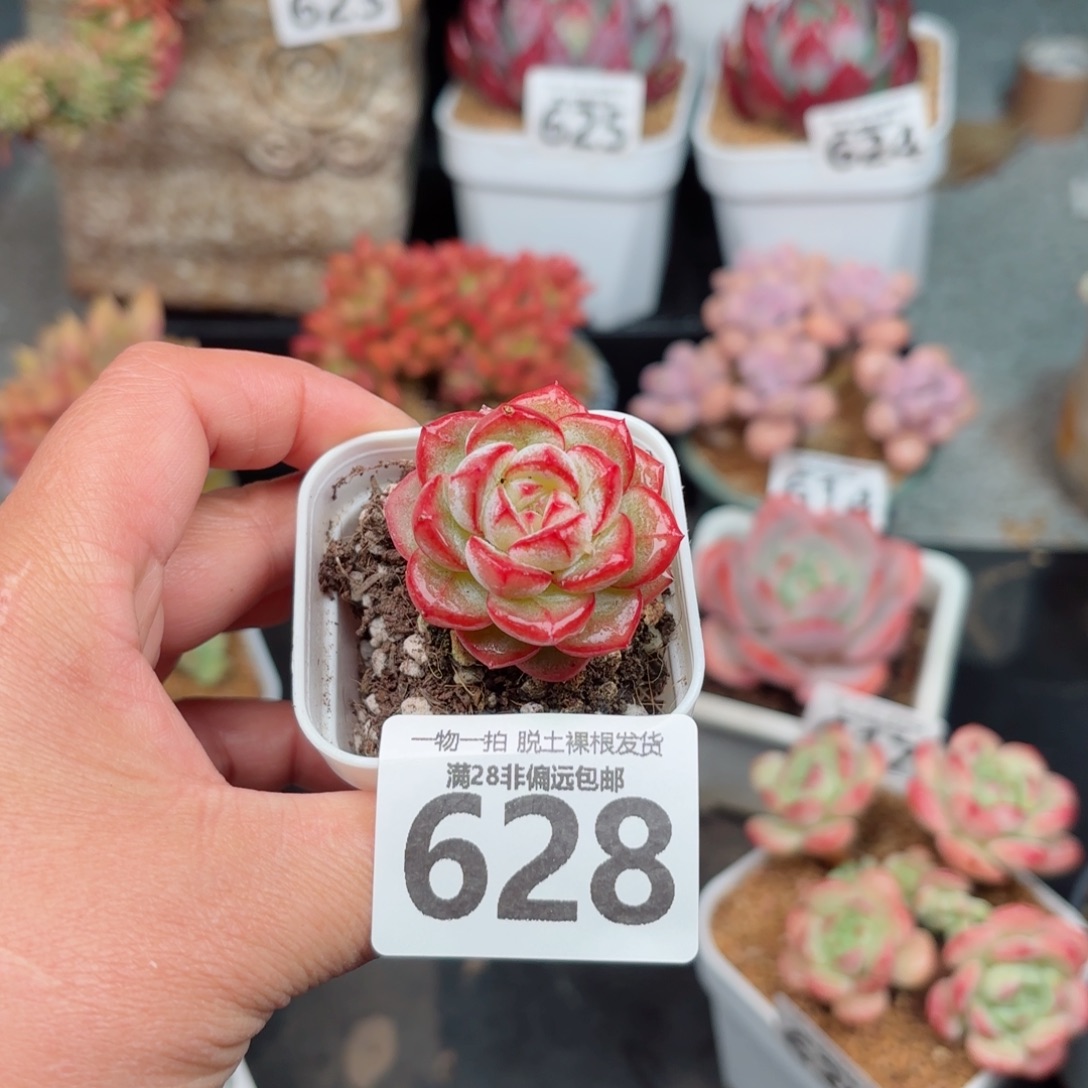 长相思无盆土发货