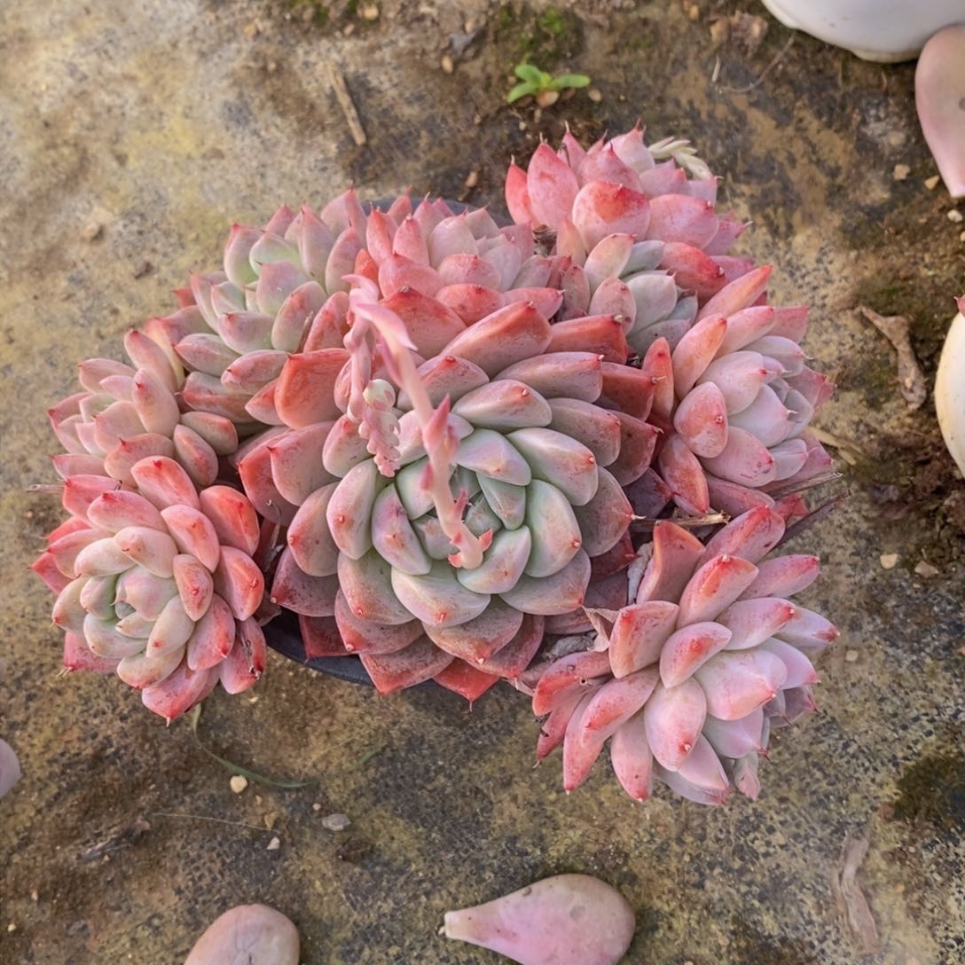 可问主播品种，下滑链接更多品种多肉选择