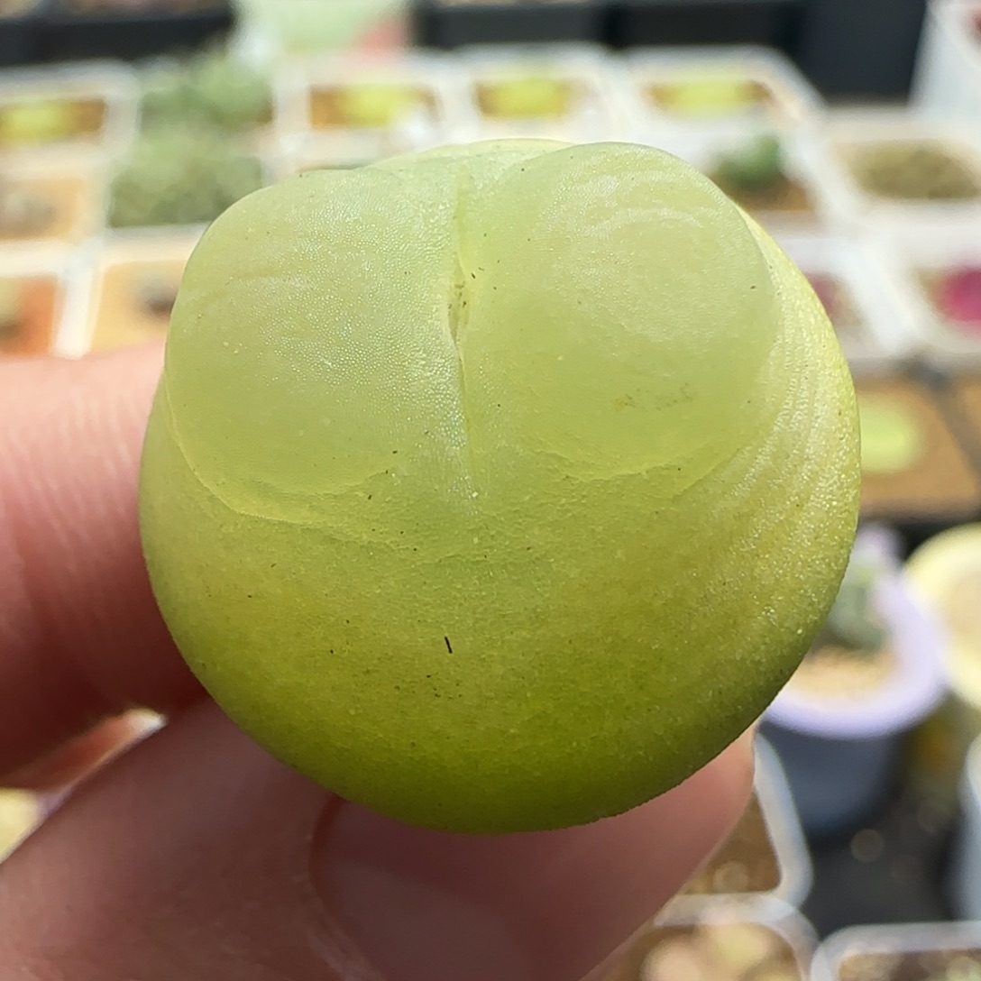 多肉2公分拉登5号