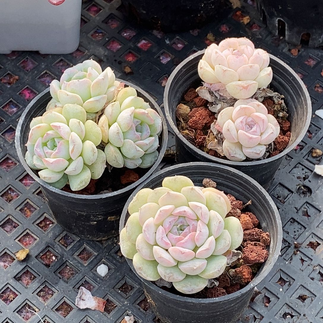 09 精品多肉包邮非偏远