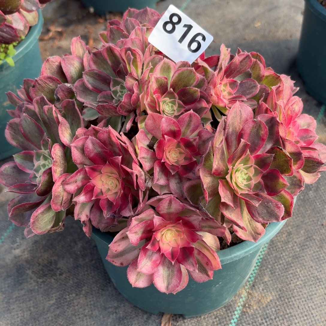 816西施多肉植物福利