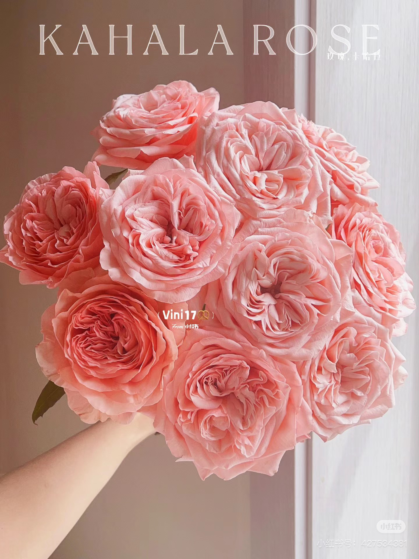 （绿光玫瑰）彩-粉卡哈拉10支！三件顺丰空运20%不售后