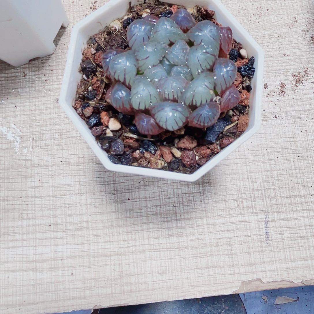 粉果冻多肉植物6666