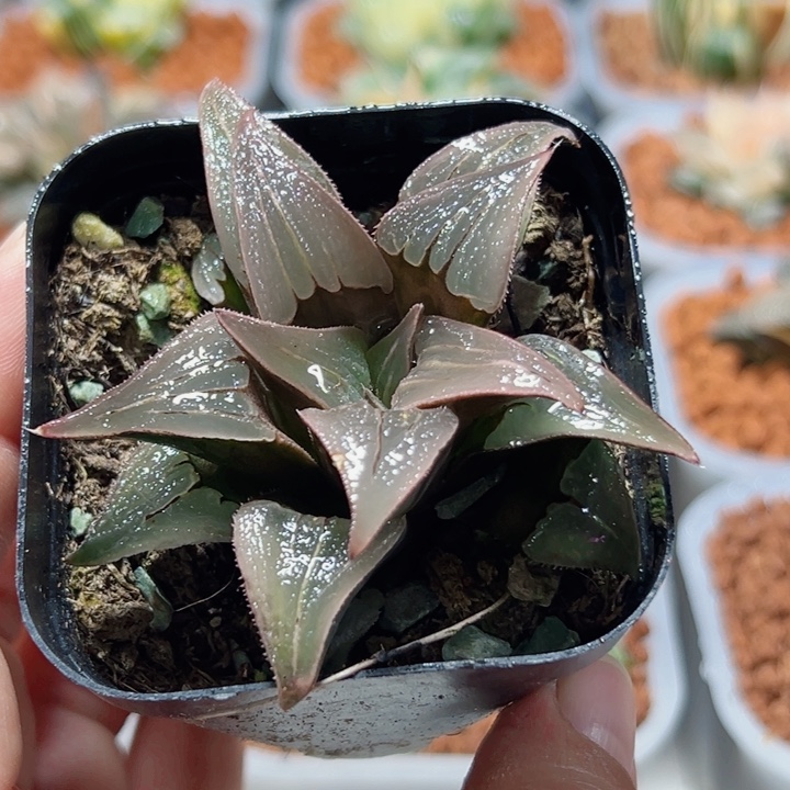 十二卷多肉泉水111