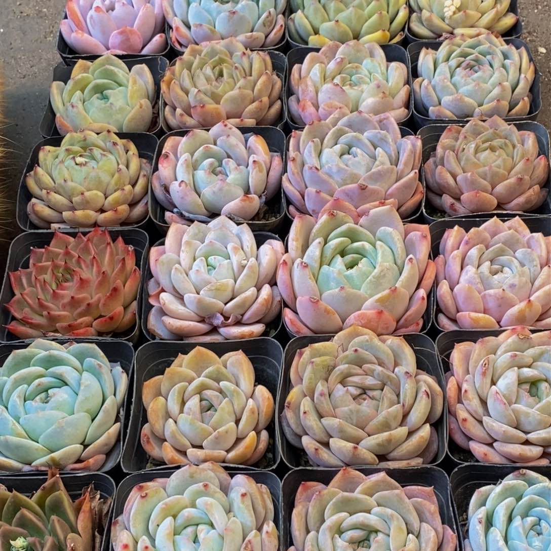 241点人气爆棚了，你是