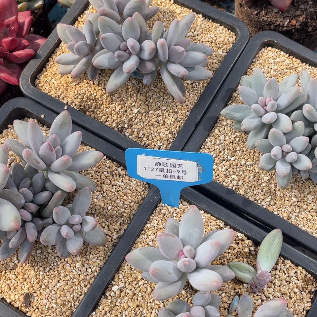 1127-9-白兰地群生多头一颗