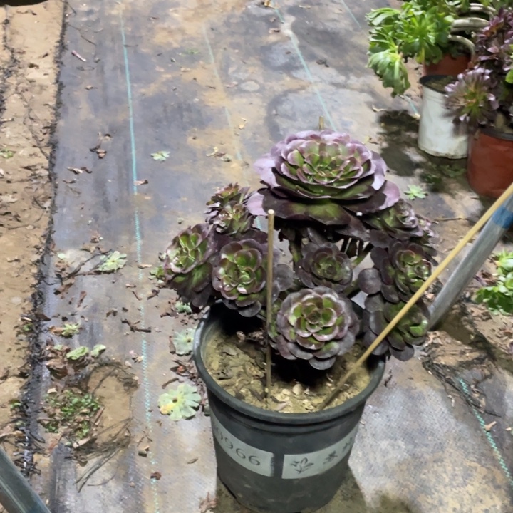 25魅金多肉植物多肉多肉