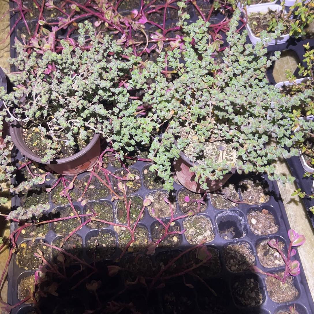 ࿐***࿐枝干番杏大盆莱斯