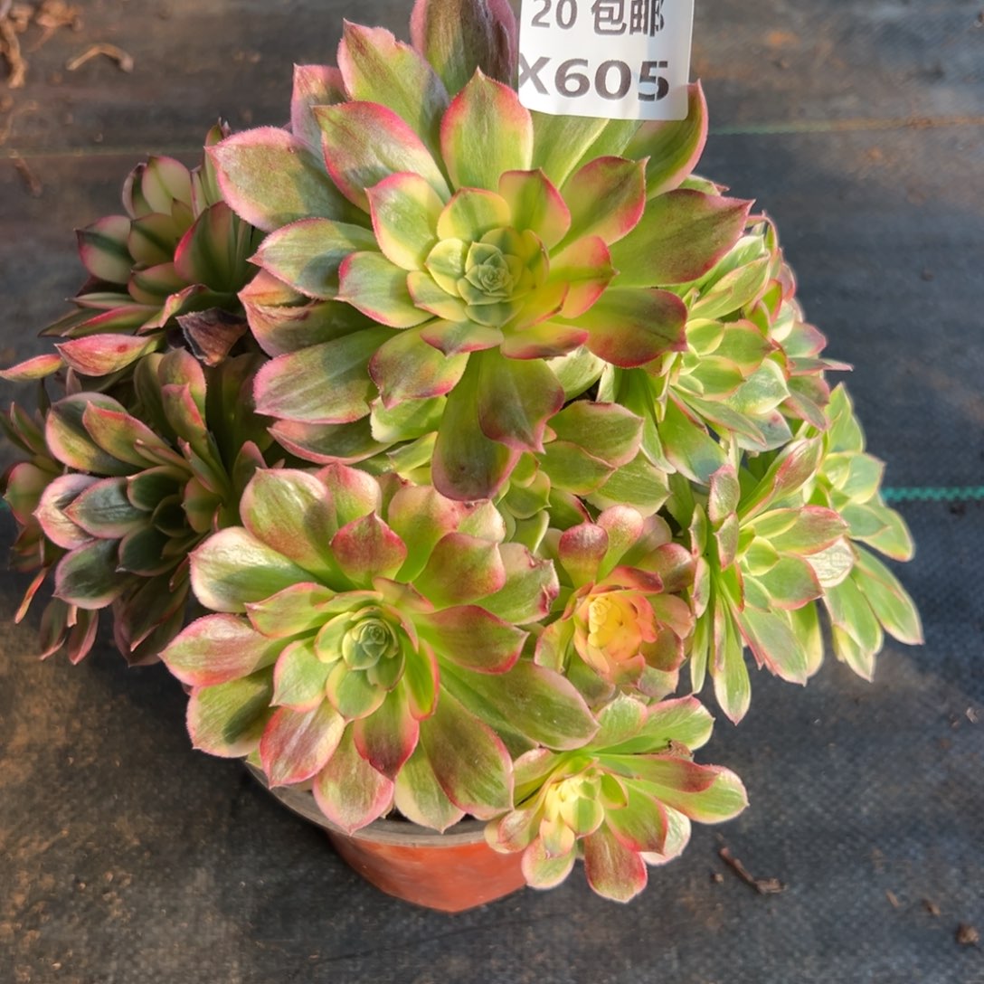 605海王，满20包邮