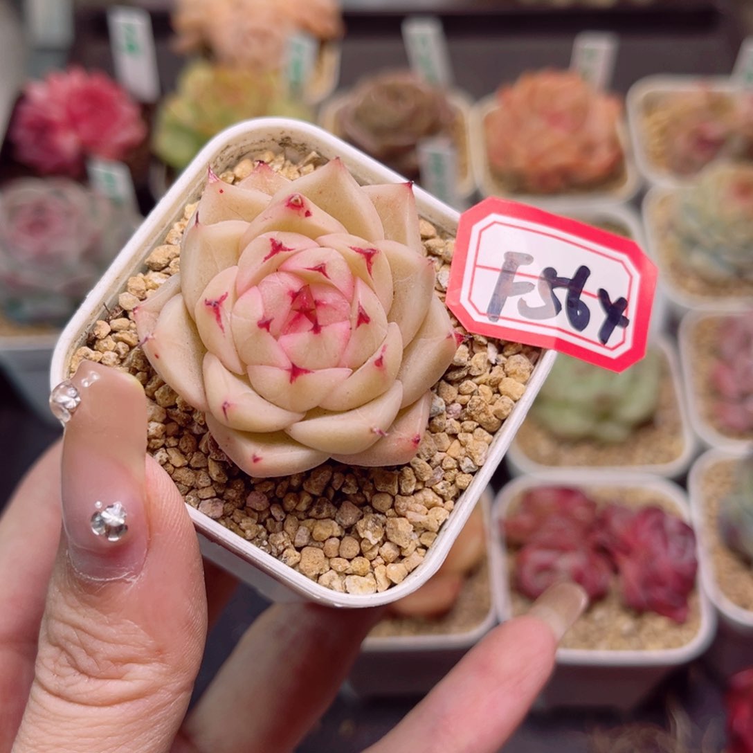 왕*일f564水冰月一物一拍