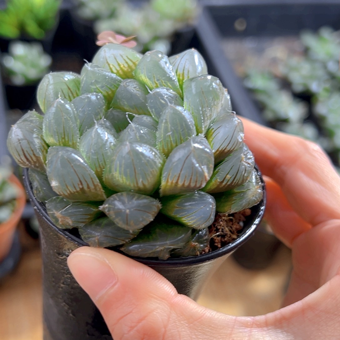 蓝镜玉露万象盆1