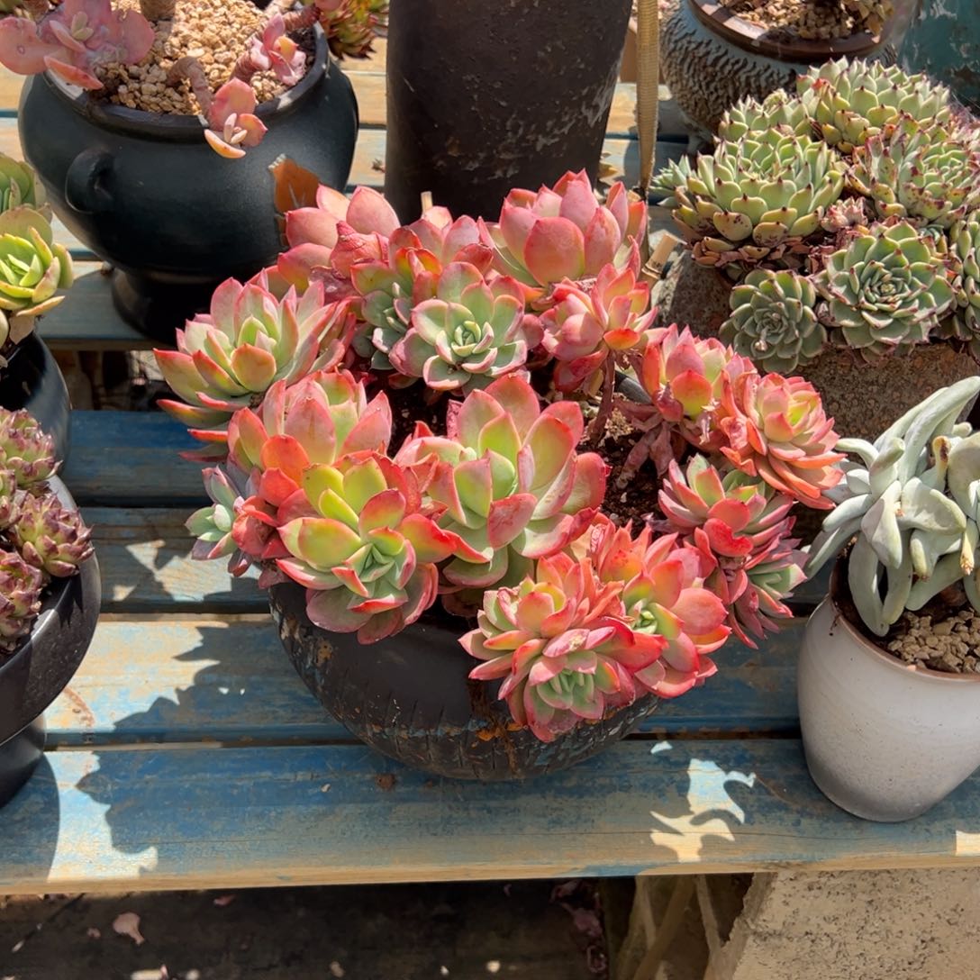 露养老桩脱土裸根绮罗