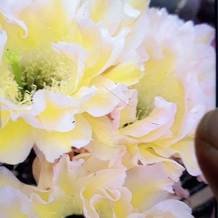 18a5侧芽4公分彩草