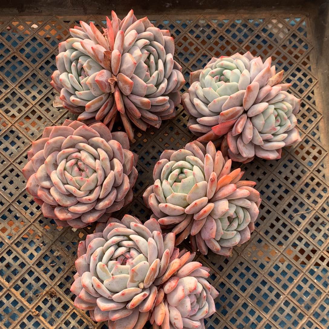 626号新疆西藏内蒙古不包邮