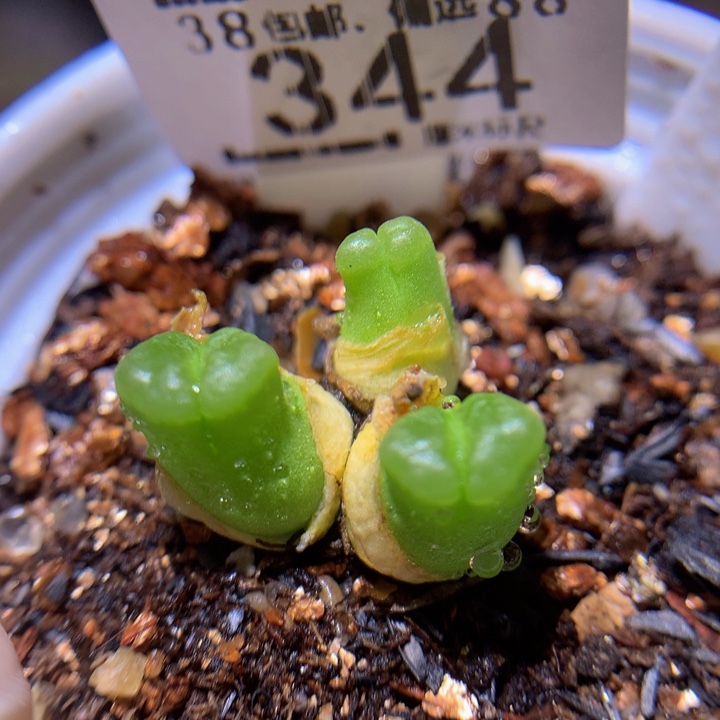 Sss精品生石花344