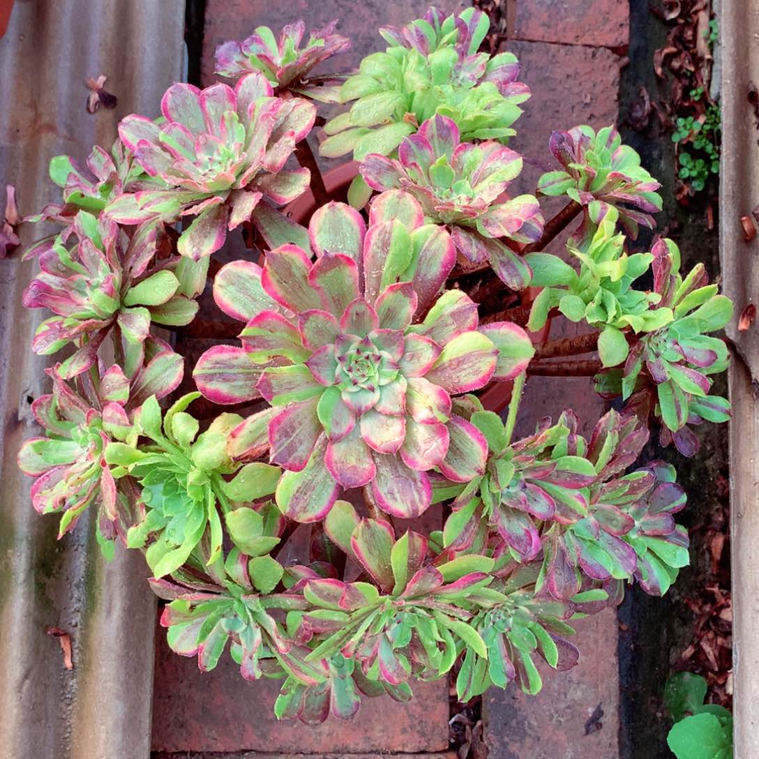 花脸粉黛，多肉植物