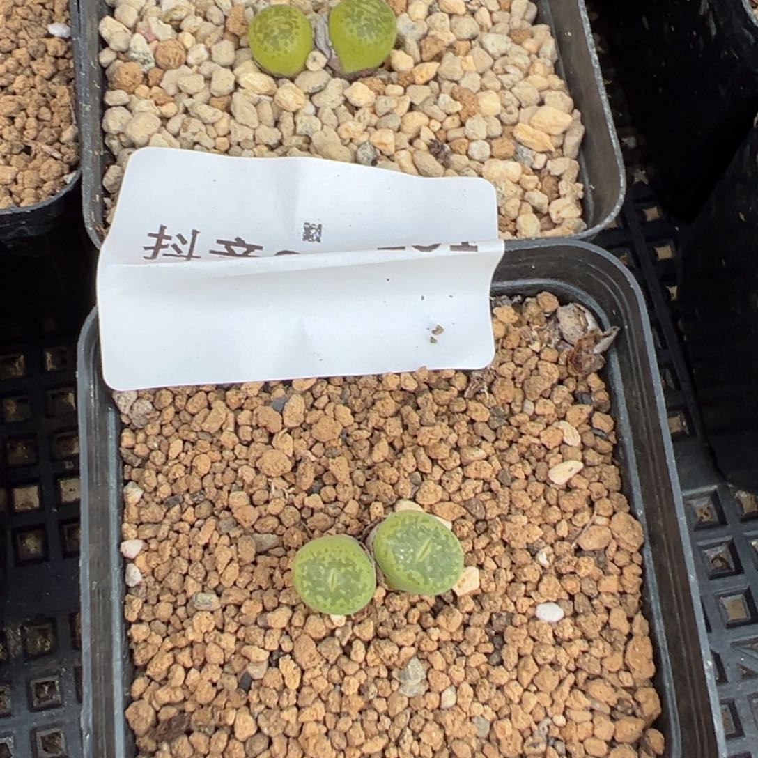 22-151量拍双头肯尼迪勋章一颗